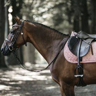 Czaprak vs różowy cob Velvet Kentucky