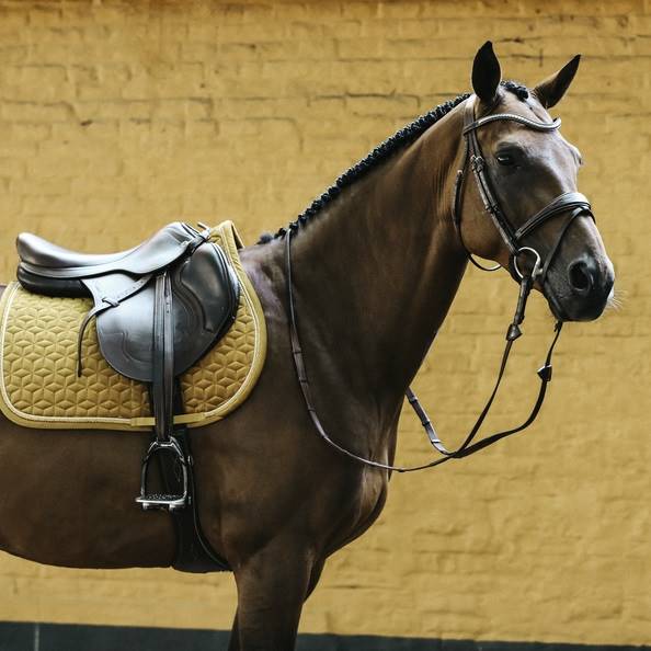 Czaprak vs mustard cob Velvet Kentucky