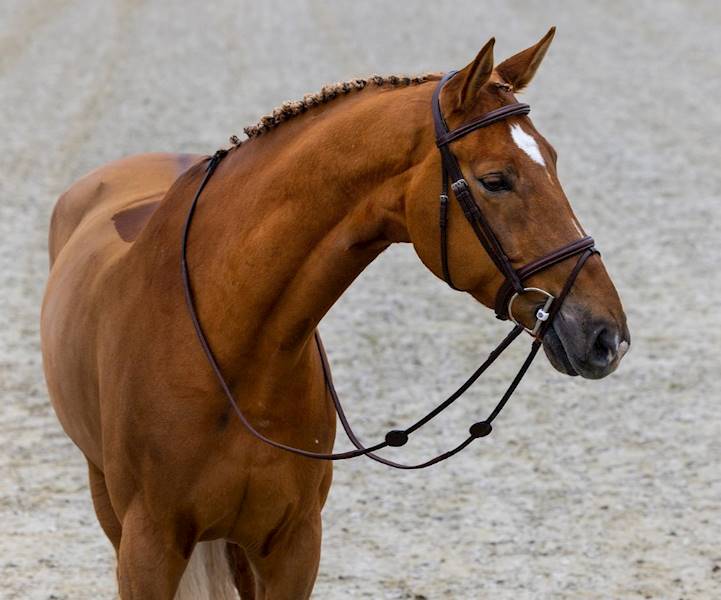 Ogłowie 2 czarne Calgary anatomiczne Trust