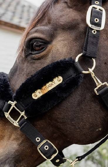 Kantar mini shetty futro Soft czarny Kentucky