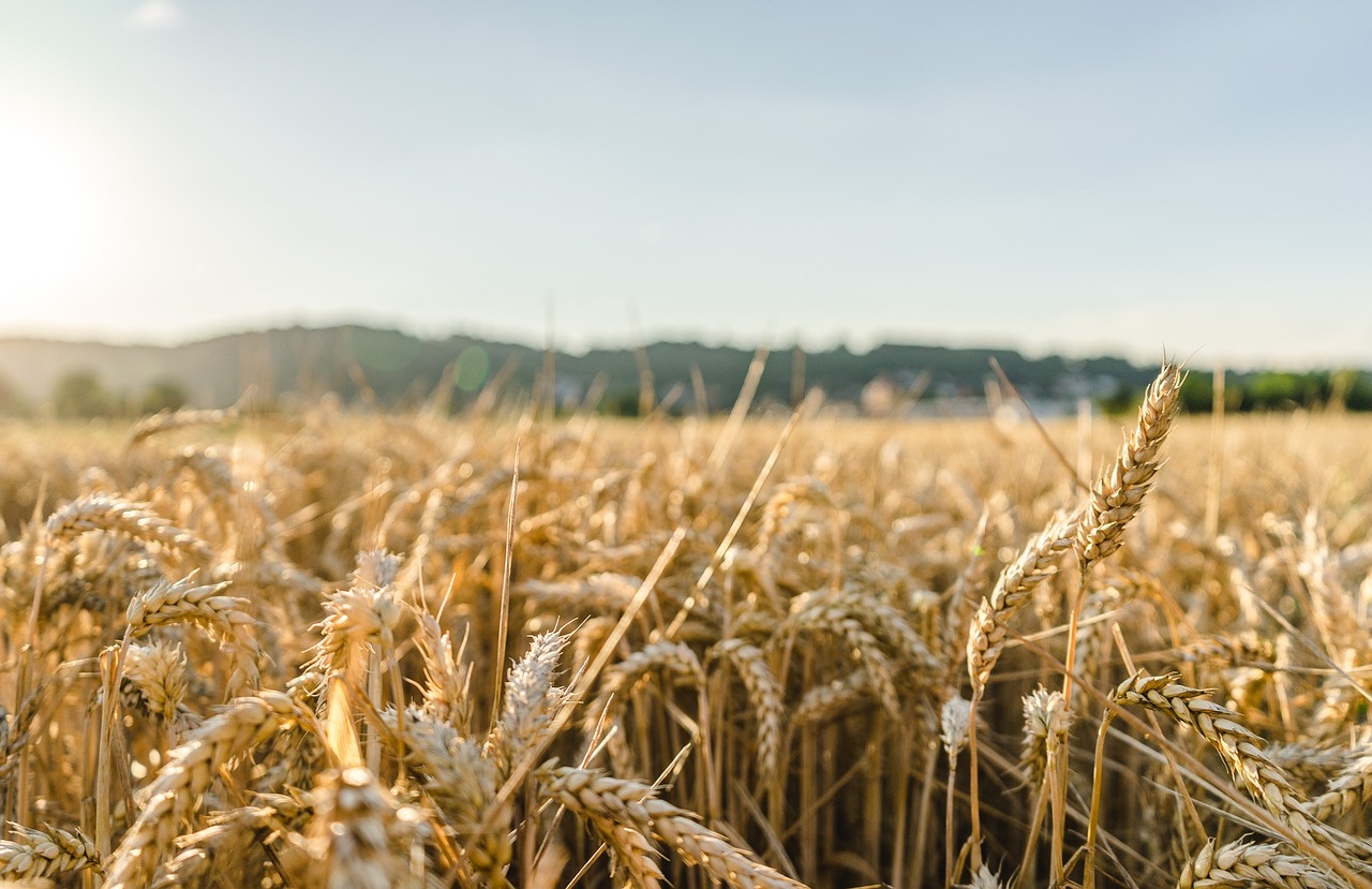 wheat-2513272_1280.jpg