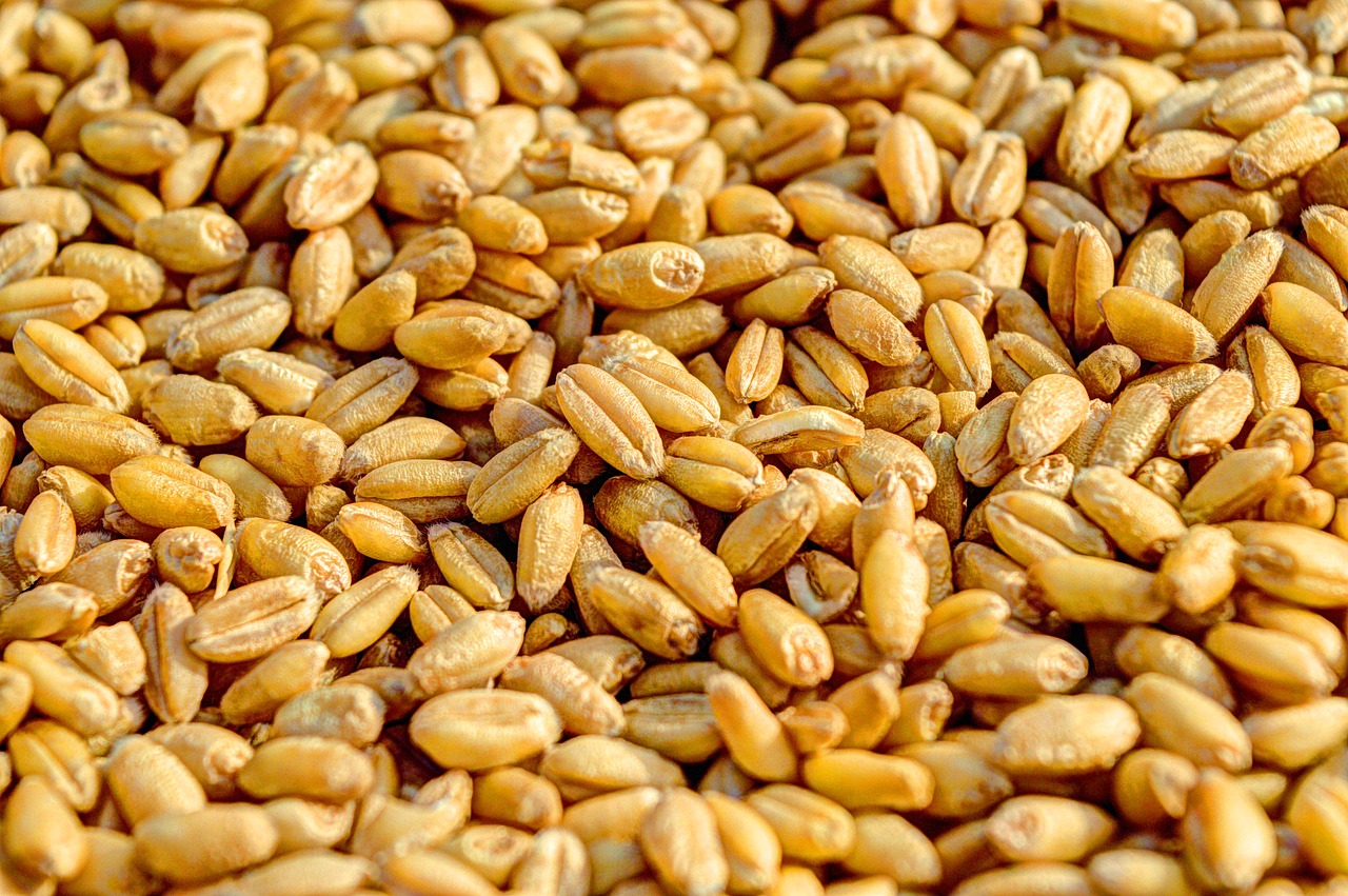 wheat-381848_1280.jpg