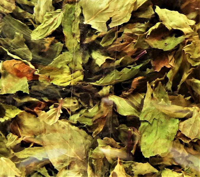 Mięta liść a'30g Pińczowska
