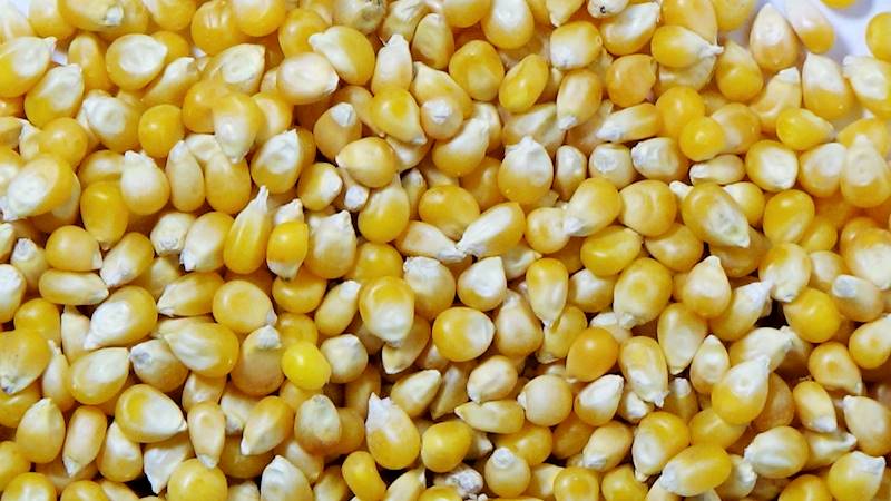 Kukurydza POPCORN 1kg