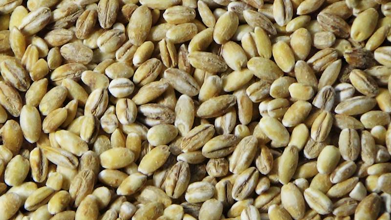 Pęczak kasza jęczmienna 1kg
