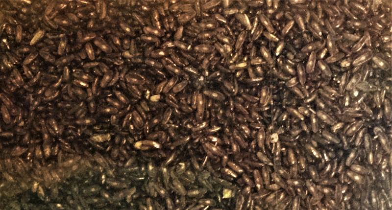 Babka płesznik ziarno 250g