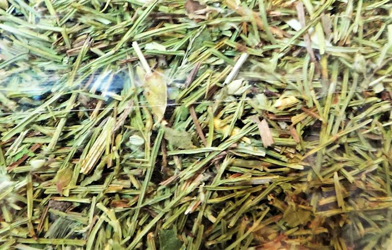 Skrzyp ziele a/50g