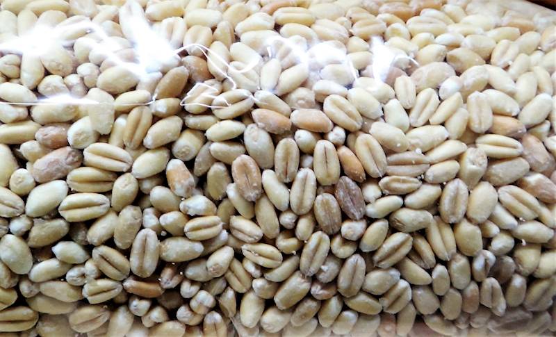 Pszenica obrobiona KUTIA KUTIĘ 500g