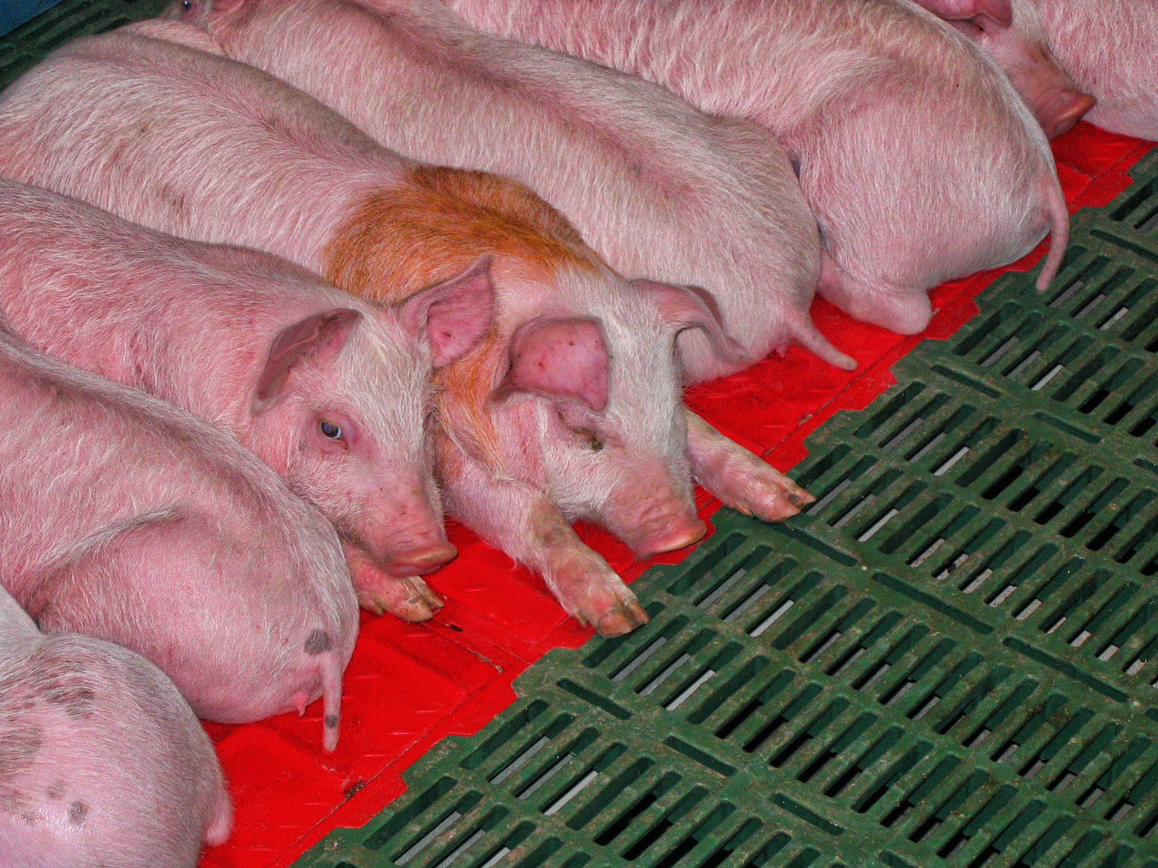 Maty grzewcze - dlaczego warto je wybrać?