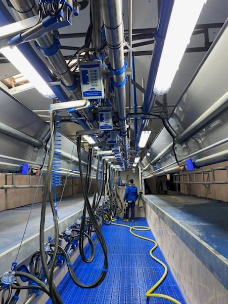 Ruszta plastikowe do hal udojowych 