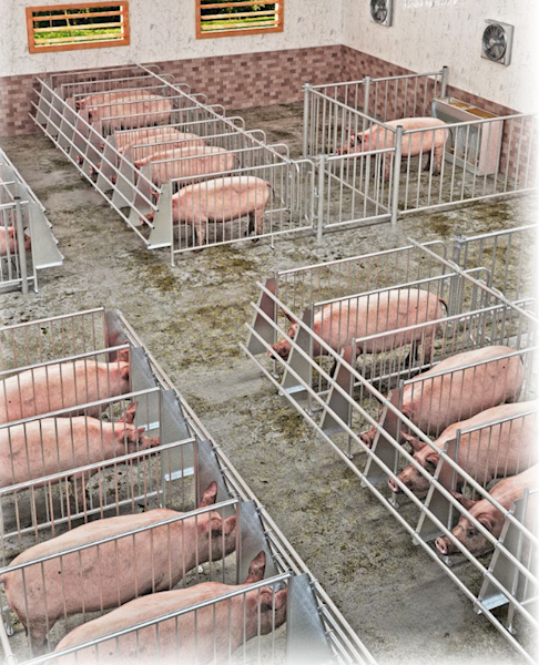 Przegroda kojca indywid. "Eko" oc.