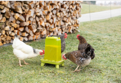 Karmidło dla drobiu prostokątne 5,5 l, plastikowy, niebieskie, Kerbl