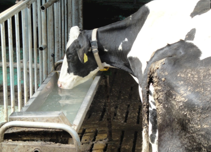 Poidło automatyczne obrotowe ścienne PAOS-1