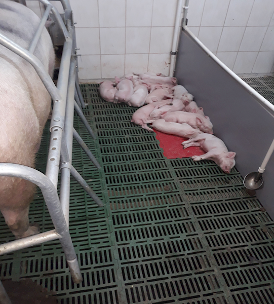 Ruszta plastikowe dla trzody 