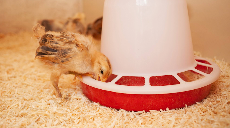 Karmidło dla drobiu 6 kg, biało-czerwone, zakręcane