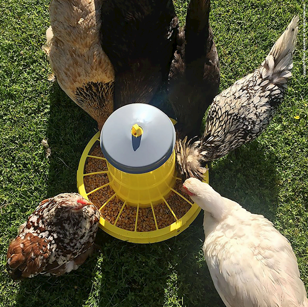 Karmnik dla kur i drobiu na nóżkach KOMPAKT 15 kg