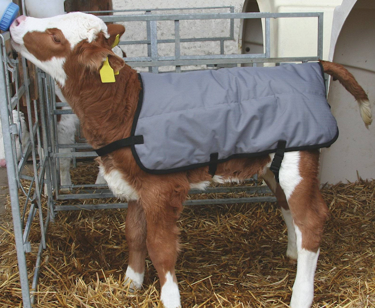 Okrycie dla cieląt 70 cm