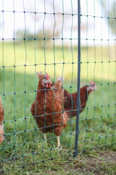 Siatka elektryczna dla drobiu Premium, 50m 122cm podw.szpic, zielony Kerbl