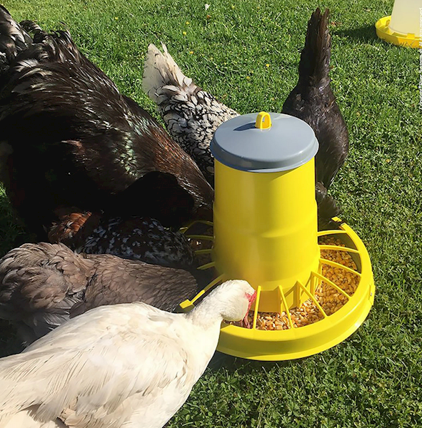 Karmnik dla kur i drobiu na nóżkach KOMPAKT 15 kg