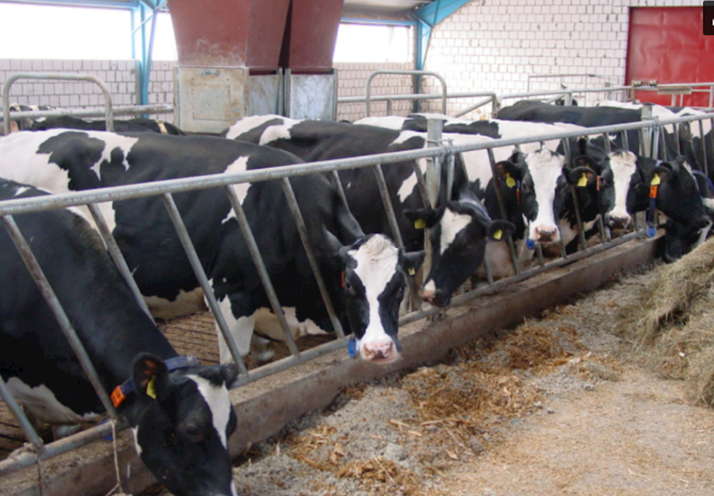 Drabina paszowa skośna DPS OC.