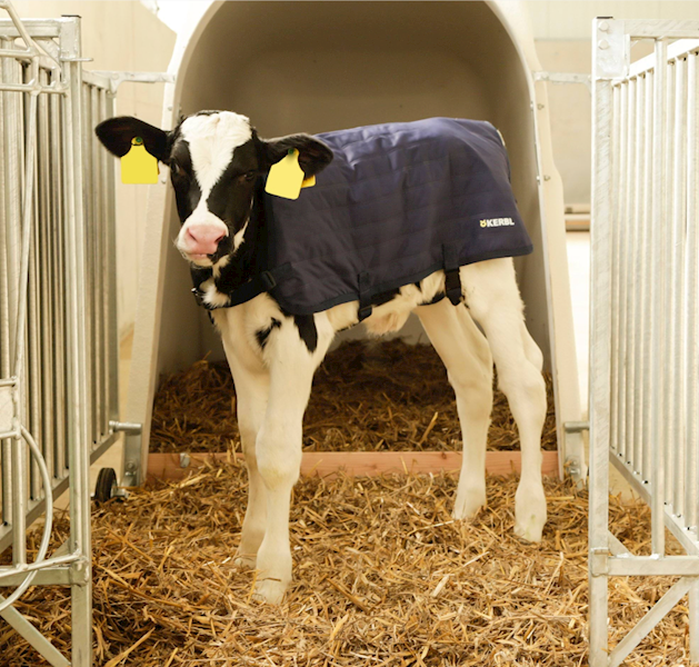 Derka dla cieląt EasyWear, 70 cm, granatowa 