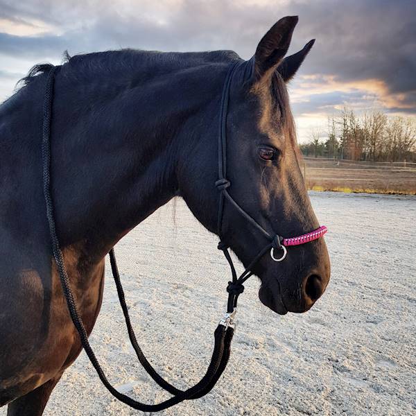 Kantar York sznurkowy Zirco czarno-różowy Pony