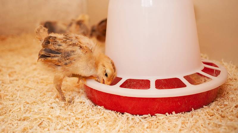 Karmidło dla drobiu 3 kg, biało-czerwone, zakręcane
