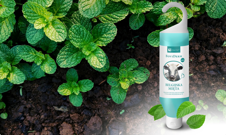 BoviDerm Balm Belgijska Mięta 500g / 30.09.2026