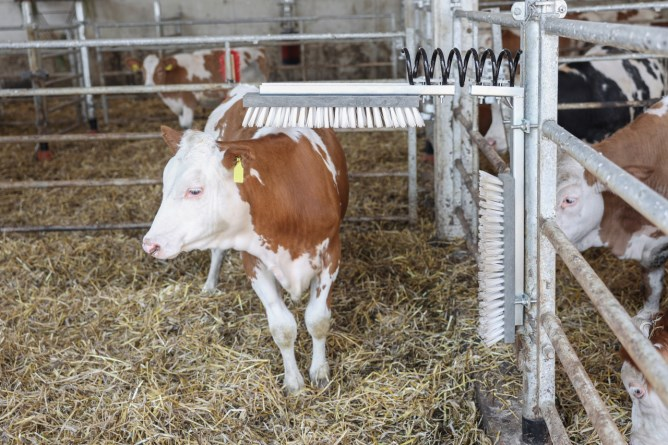 Czochradło dla bydła i koni Texas