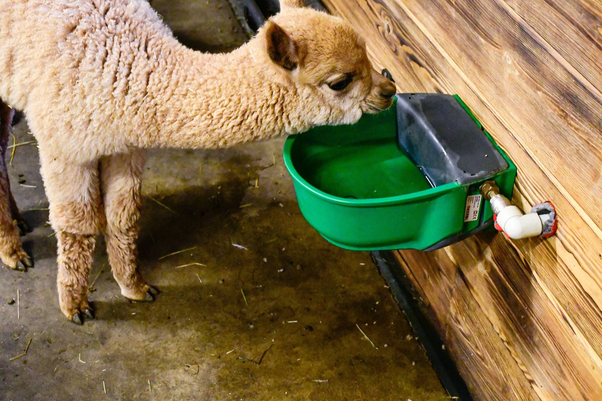 Poidło niezamarzające podgrzewane z zaworem pływakowym SH30