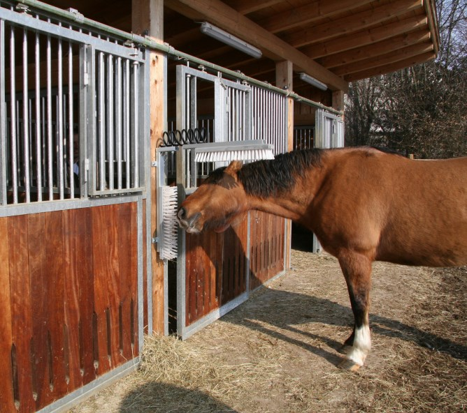 Czochradło dla bydła Texas
