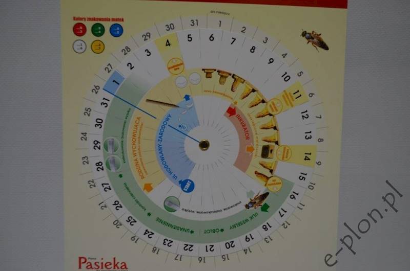 Kalendarz do wychowu matek pszczelich 50590