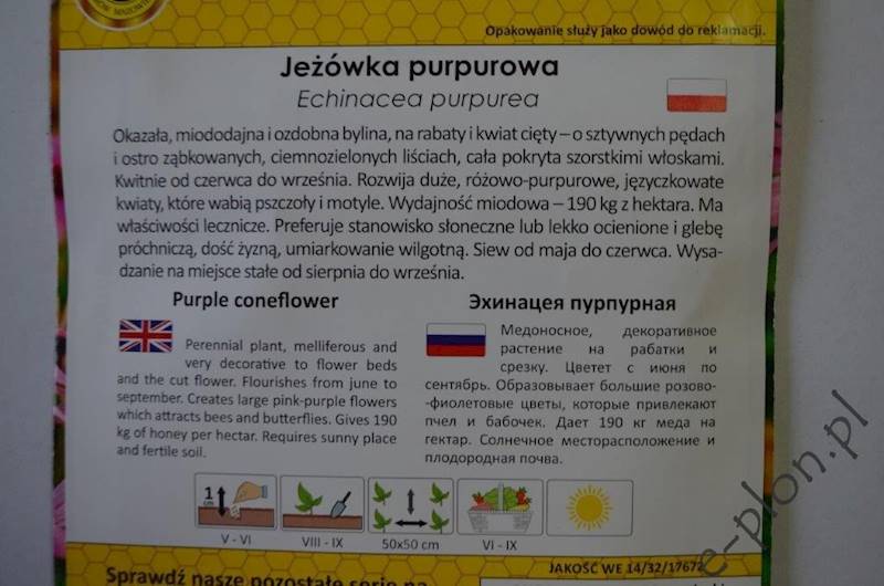 Jeżówka purpurowa 1g /Ożarów/