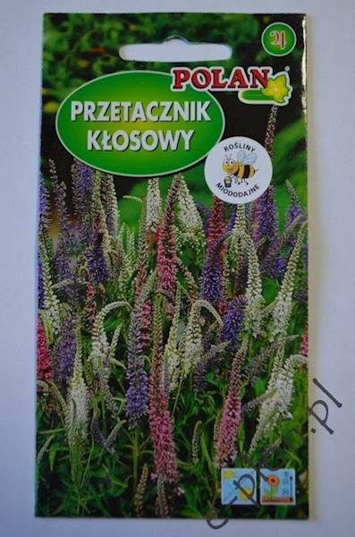 Przetacznik kłosowy 1g /Pol/
