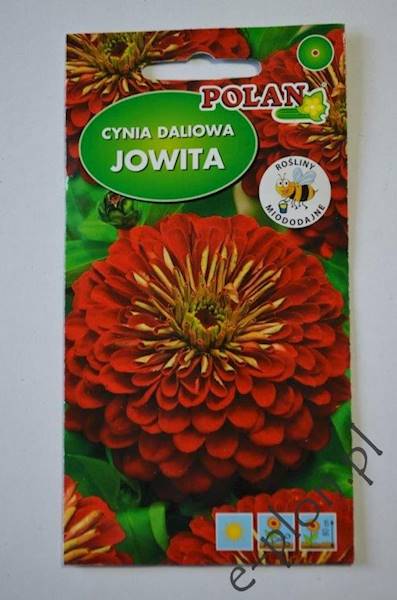 Cynia daliowa Jowita czerw. 1g /Pol/