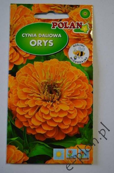 Cynia Daliowa Orys pomar. 1g /Pol/