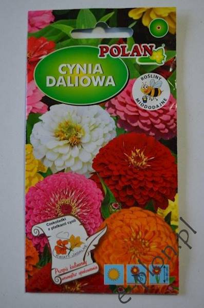 Cynia daliowa zestaw kolorów 1g /Pol/