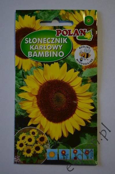 Słonecznik ozdobny niski Bambino 2g /Pol/