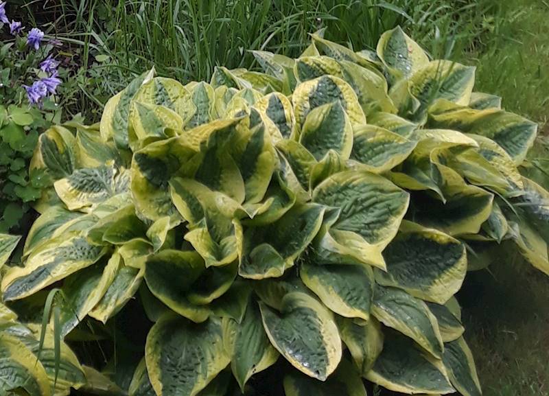 Hosta Wide Brim C2