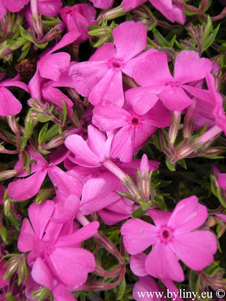 Phlox (S) MacDaniel's Cushion p11