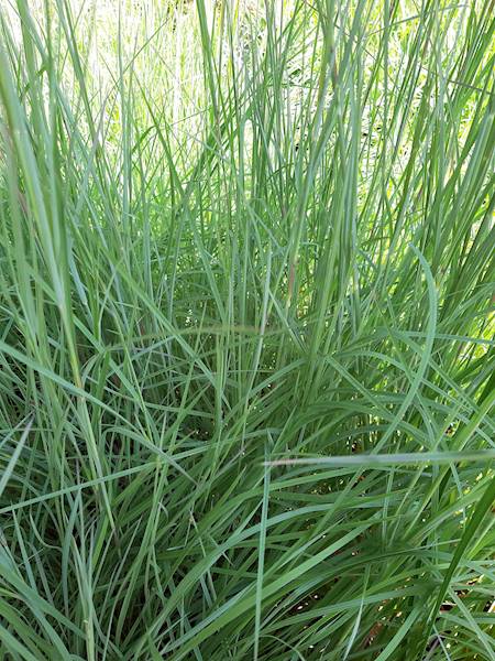 Schizachyrium scoparium Prairy Blues C1,5