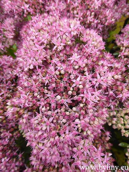 Sedum spectabile Brilant C1,5