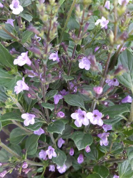 Calamintha Marvelette Blue C1,5
