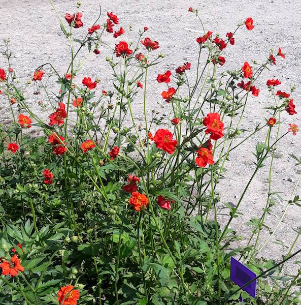 Geum chiloense Feuerball C1,5
