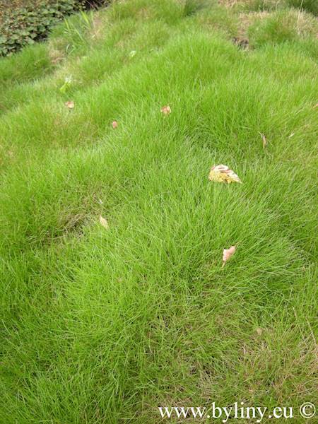 Festuca scoparia p11