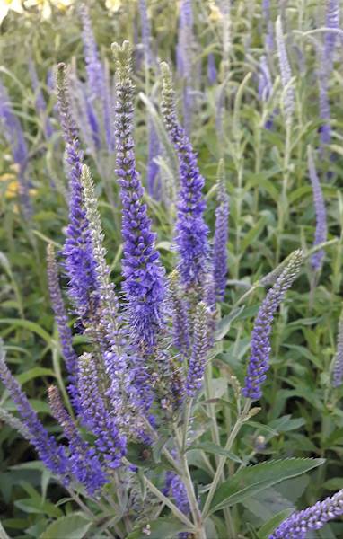 Veronica longifolia C2