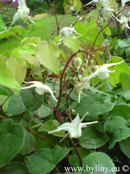 Epimedium grandiflorum C1,5