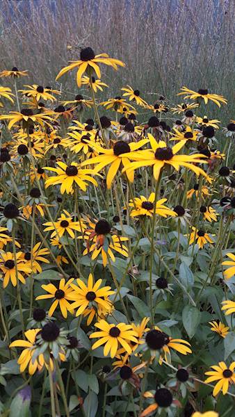Rudbeckia fulgida C2