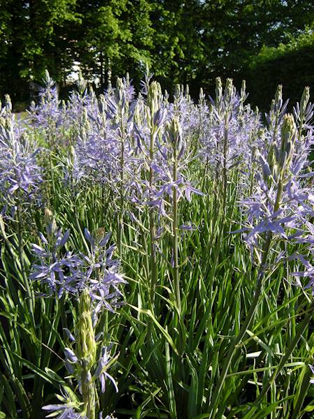 Camassia leichtlini Caerulea C2