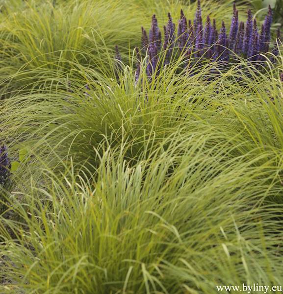 Carex montana C1,5